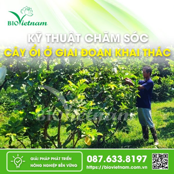 Chăm sóc cây ổi giai đoạn khai thác quả