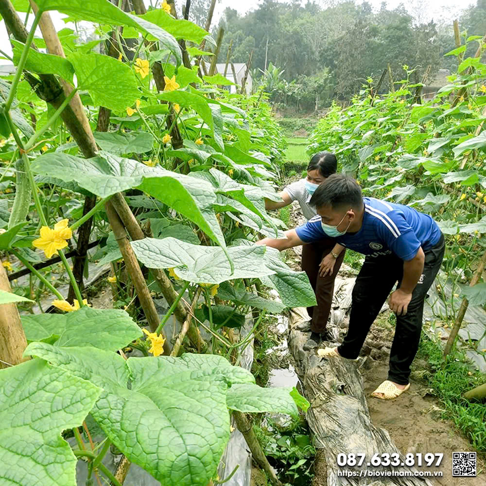 Dưa chuột thân leo nên sẽ trồng theo giàn