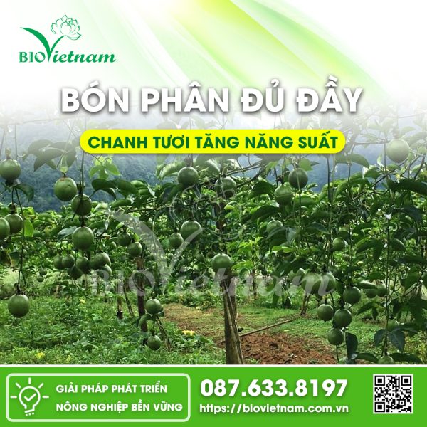 Chanh tươi tăng năng suất nhờ đầy đủ dinh dưỡng