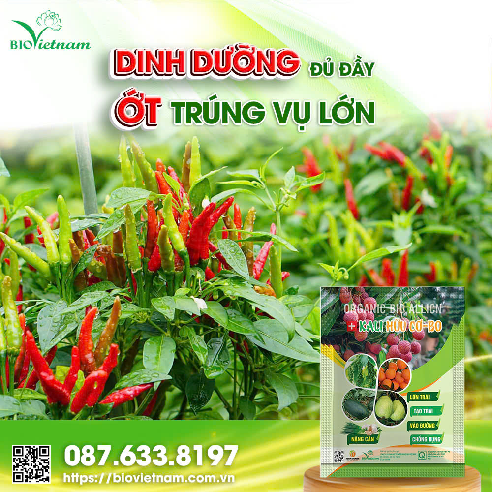 Dinh Dưỡng Đủ Đầy Ớt Trúng Vụ Lớn