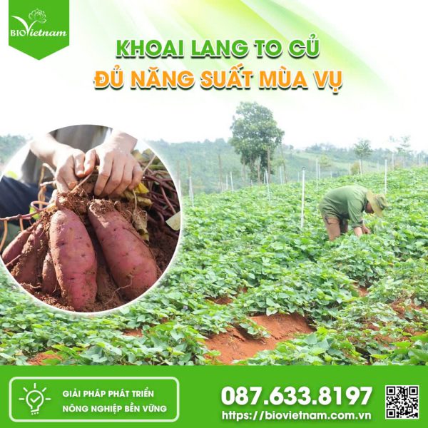 Khoai lang to củ đủ năng suất mùa vụ