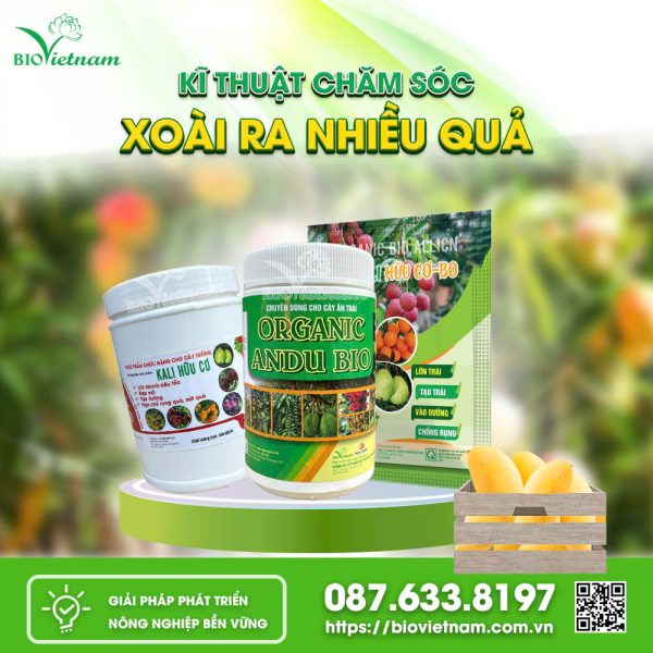 Kỹ Thuật Chăm Sóc Cây Xoài Trĩu Quả