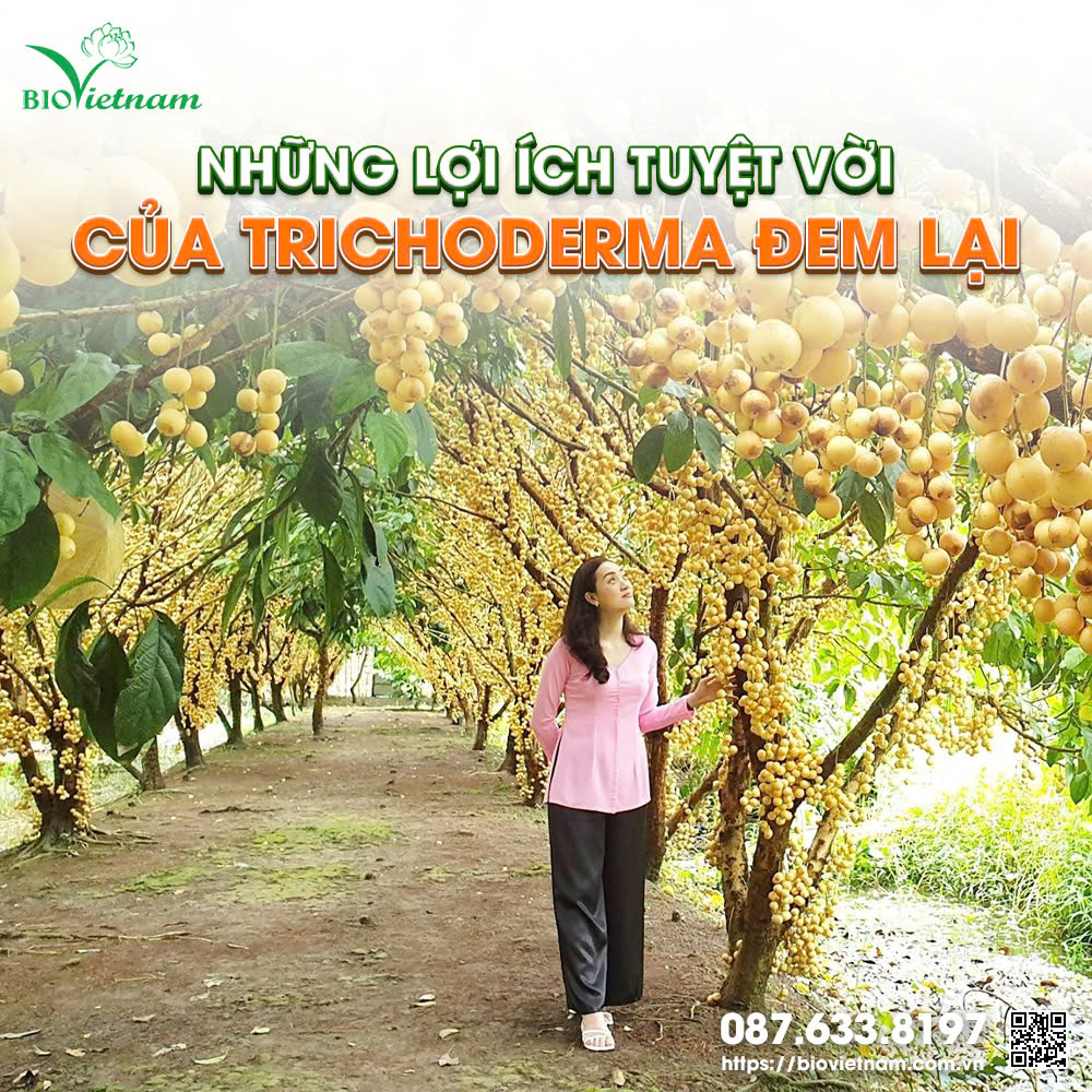 Trichoderma mang lại những lợi ích cho đất và cây trồng