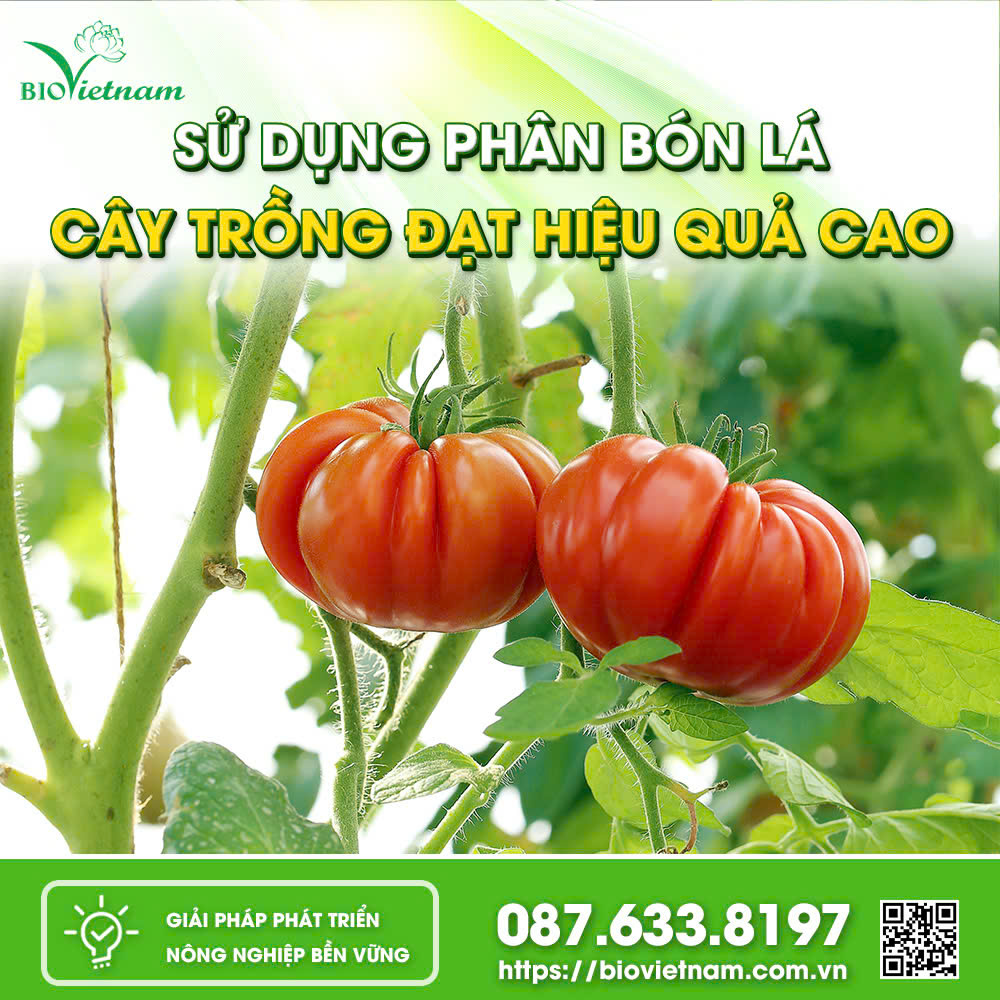 Sử Dụng Phân Bón Lá Cho Cây Trồng Đạt Năng Suất Cao