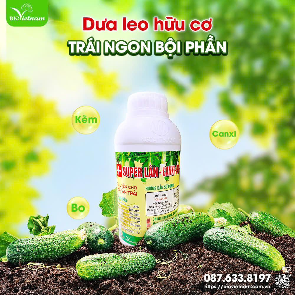 Sử dụng Super Lân Canxi Bo Kẽm giúp dưa hạn chế bị xốp ruột dưa