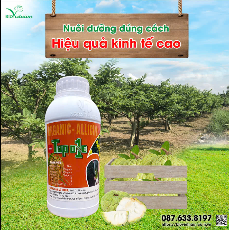 Cung cấp dinh dưỡng đúng cách, na đạt năng suất mang lại hiệu quả kinh tế cao cho bà con