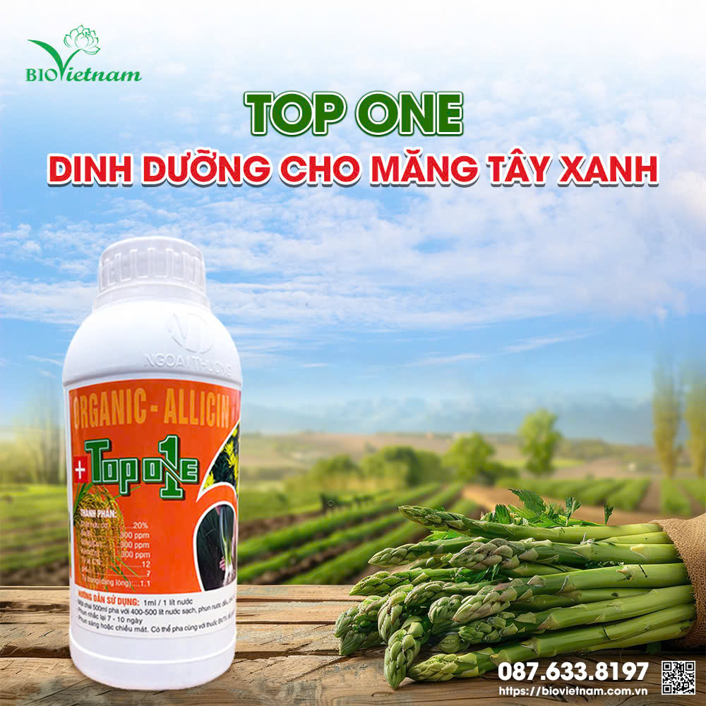 Top One - cung cấp dinh dưỡng qua lá cho măng tây 