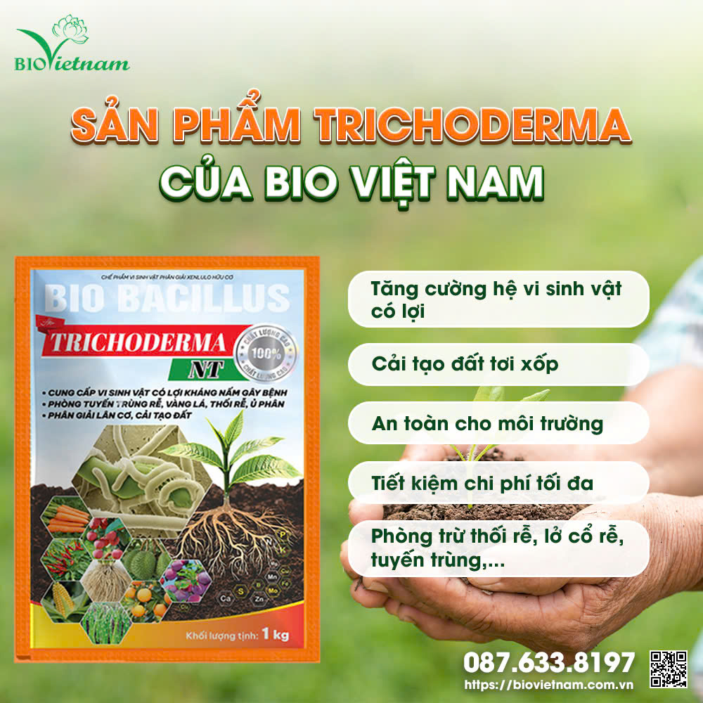 Xử lý đất Trichoderma của Bio Việt Nam giúp đất tơi xốp