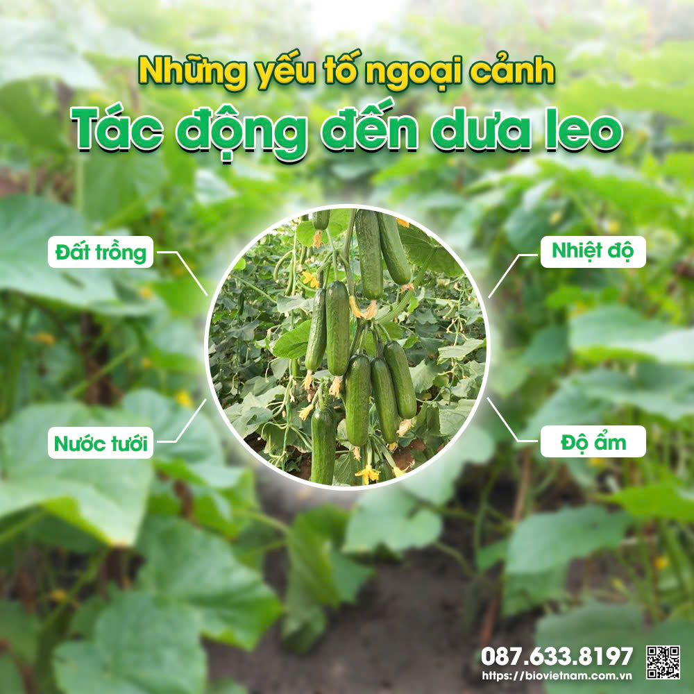 Những yếu tố tác động đến sự phát triển của dưa leo