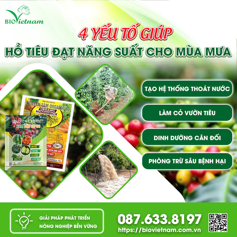 4 YẾU TỐ GIÚP HỒ TIÊU ĐẠT NĂNG SUẤT TRONG MÙA MƯA