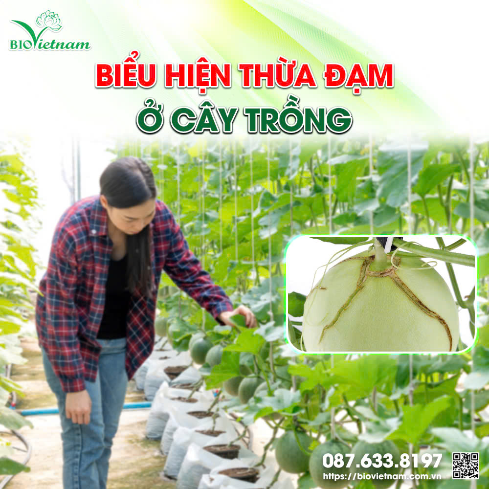 Khi cây trồng thừa đạm sẽ dẫn đến nứt quả, lá mỏng, cây đổ ngã,...