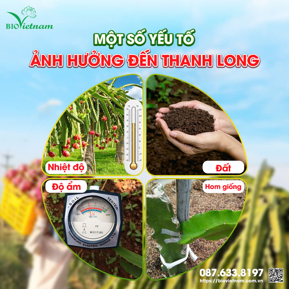 Để thanh long phát triển cần đáp ứng đủ về nhiệt độ, xử lý đất, độ ẩm và cách hom giống