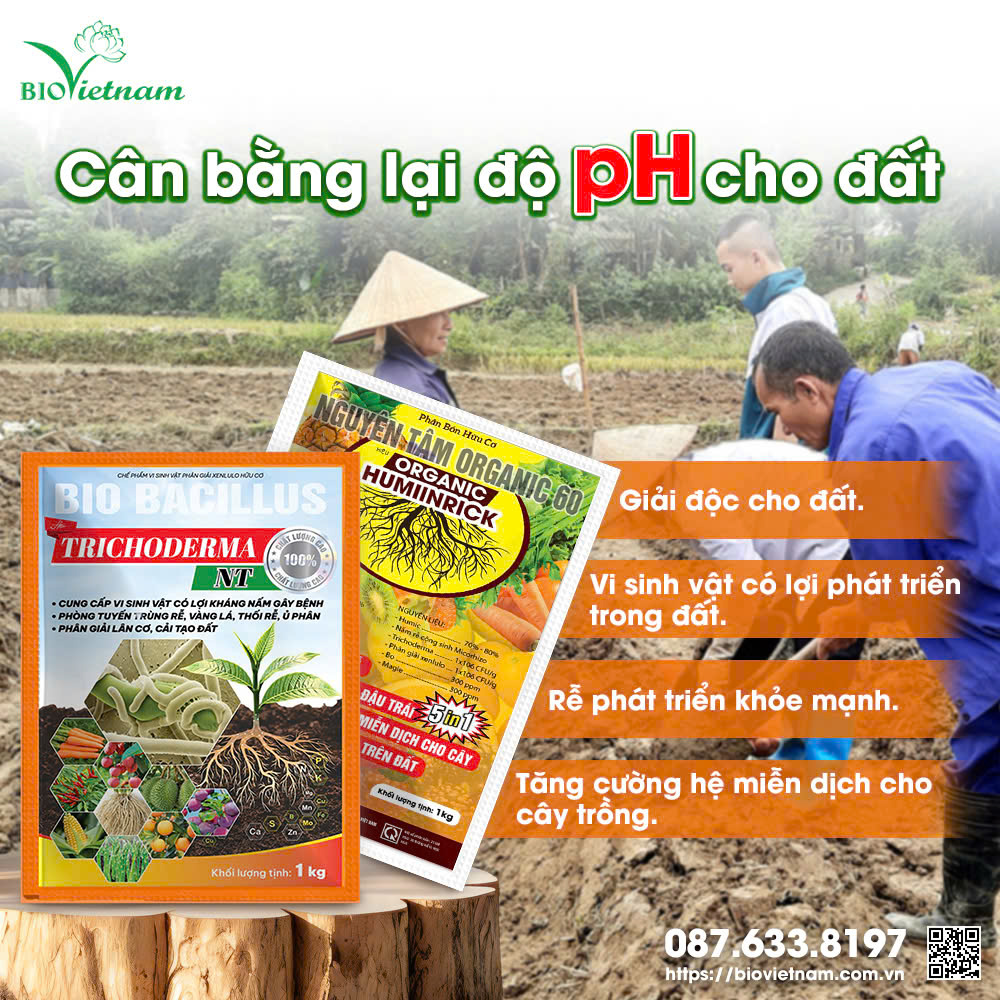 Sử dụng các dòng phân bón phù hợp để xử lý đất, cân bằng lại độ pH cho đất