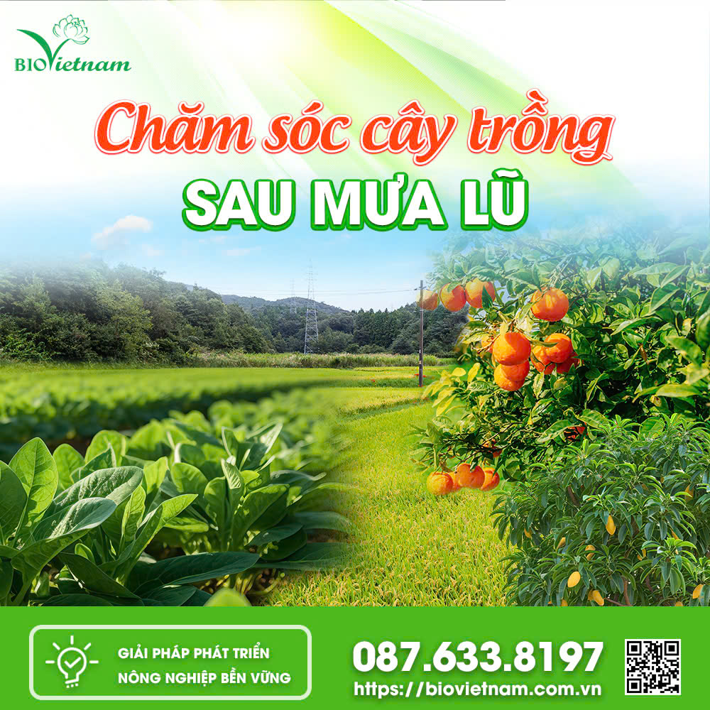 Chăm Sóc Cây Trồng Sau Mưa Lũ