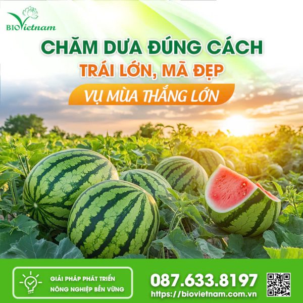 Chăm Dưa Hấu Đúng Cách Đạt Năng Suất Cao