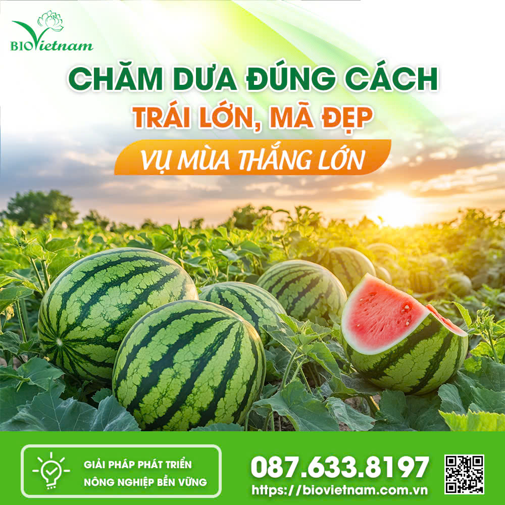 Chăm Dưa Hấu Đúng Cách Đạt Năng Suất Cao