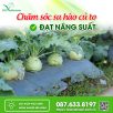 Chăm Sóc Su Hào Củ To Đạt Năng Suất