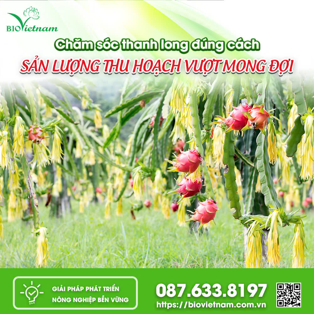 Chăm Sóc Thanh Long Đúng Cách Thu Hoạch Vượt Mong Đợi