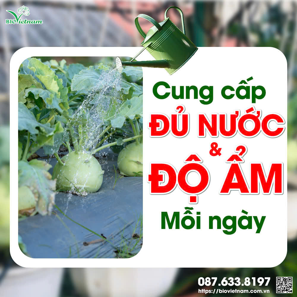 Đảm bảo đủ độ ẩm và nước mỗi ngày cho su hào 