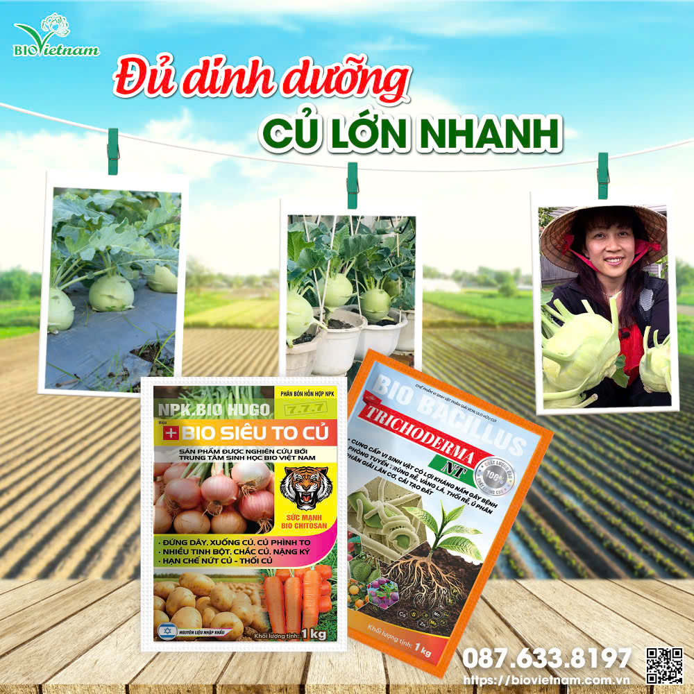 Bộ đôi dinh dưỡng cho su hào lớn nhanh, đạt năng suất