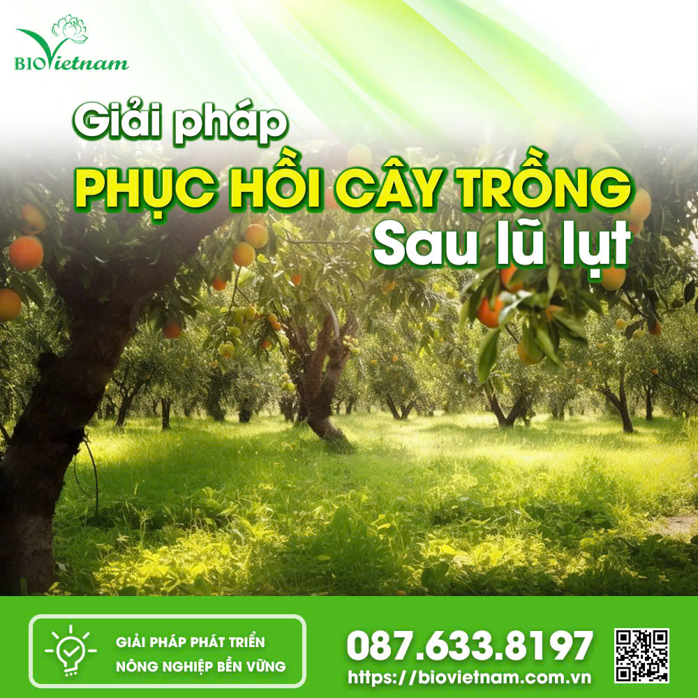 Giải Pháp Phục Hồi Cây Trồng Sau Lũ Lụt