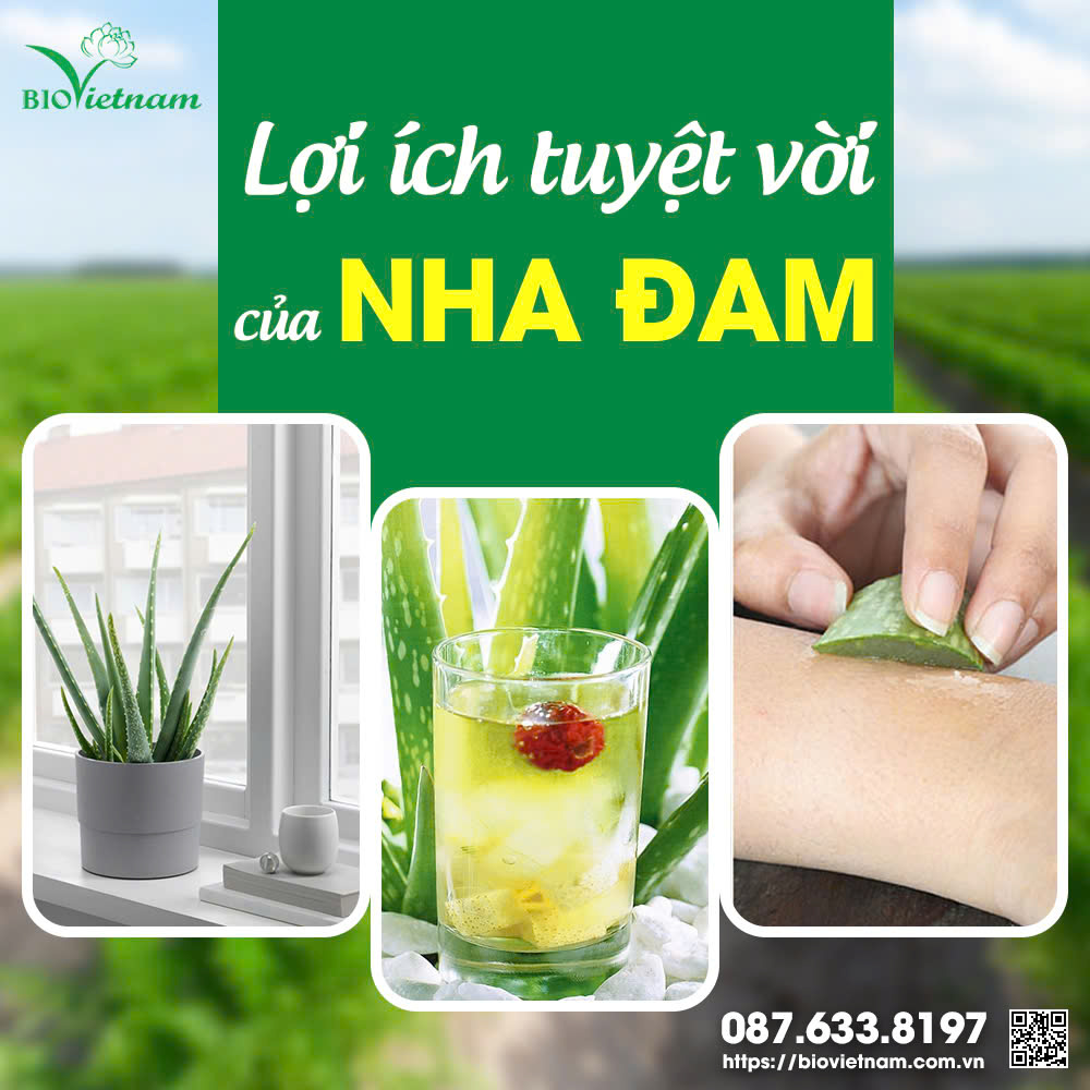 Nha đam có những lợi ích rất tuyệt vời với đời sống của chúng ta