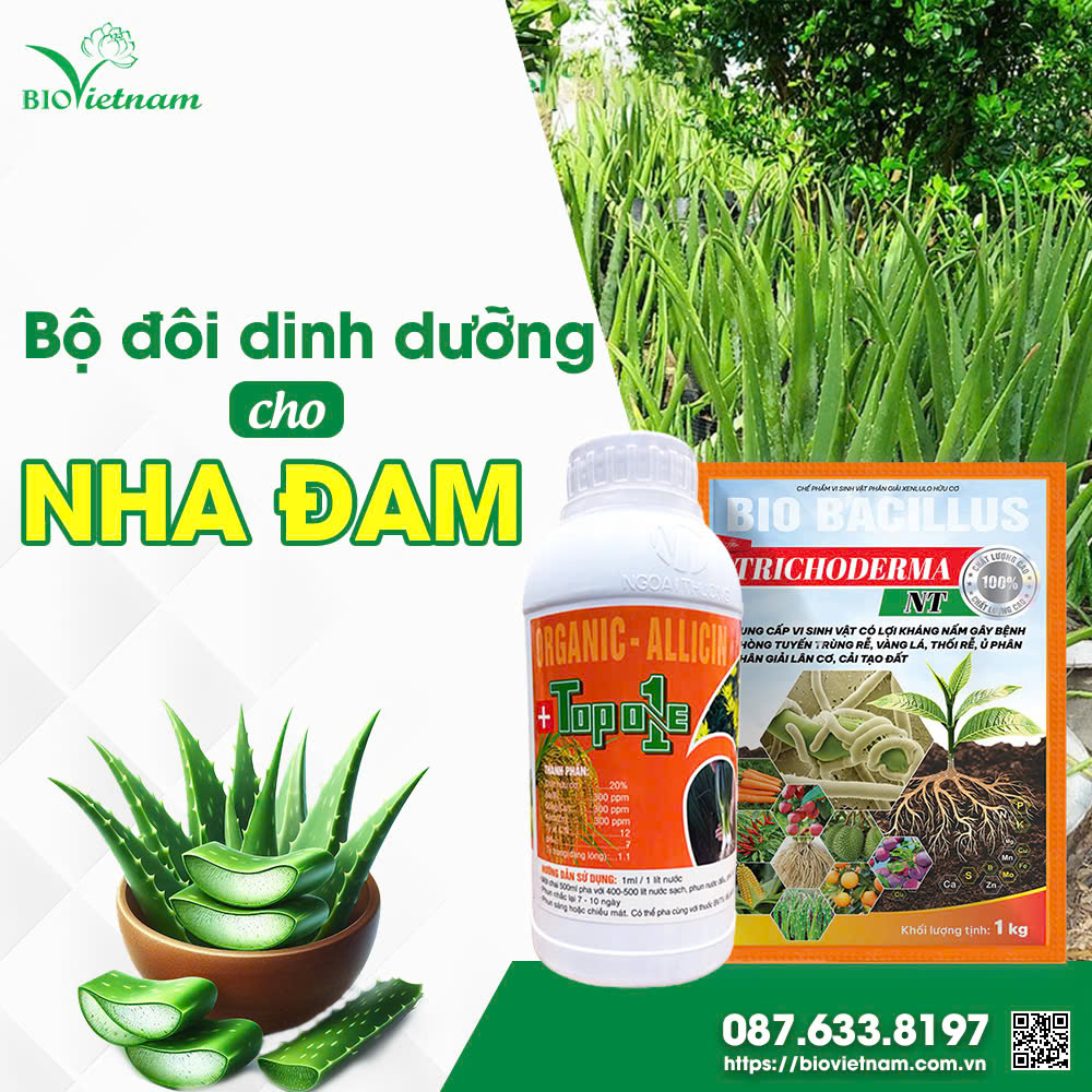 Bộ đôi phân bón cho Nha đam phát triển khoẻ mạnh, bẹ to, nhiều nhánh