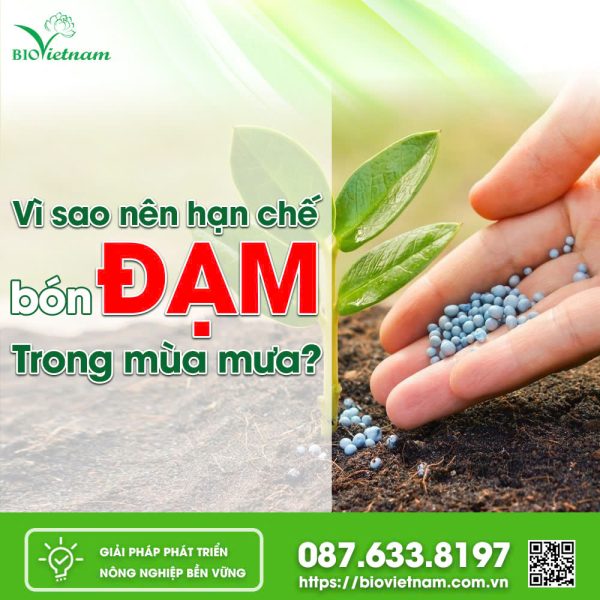 Vì Sao Nên Hạn Chế Bón Đạm Trong Mùa Mưa?