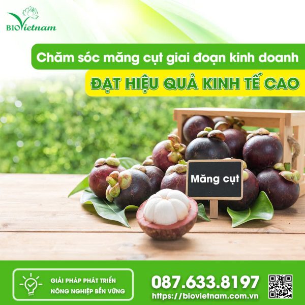 Chăm sóc măng cụt giai đoạn kinh doanh đạt hiệu quả kinh tế cao