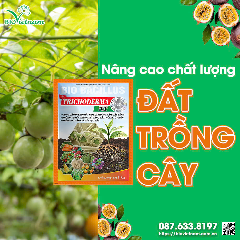 Trichoderma bổ sung dinh dưỡng cho đất trồng chanh leo