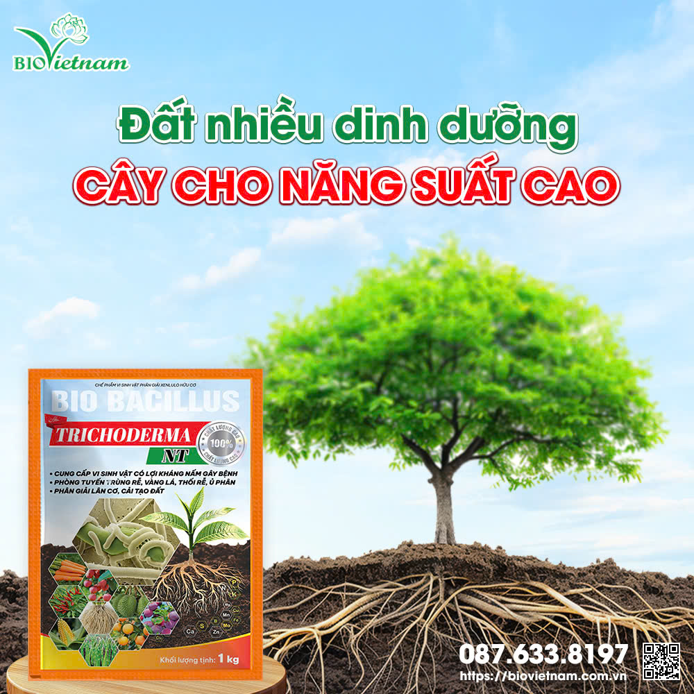 Sử dụng thêm Trichoderma bón cho đất để cung cấp dinh dưỡng cho đất và rễ cây