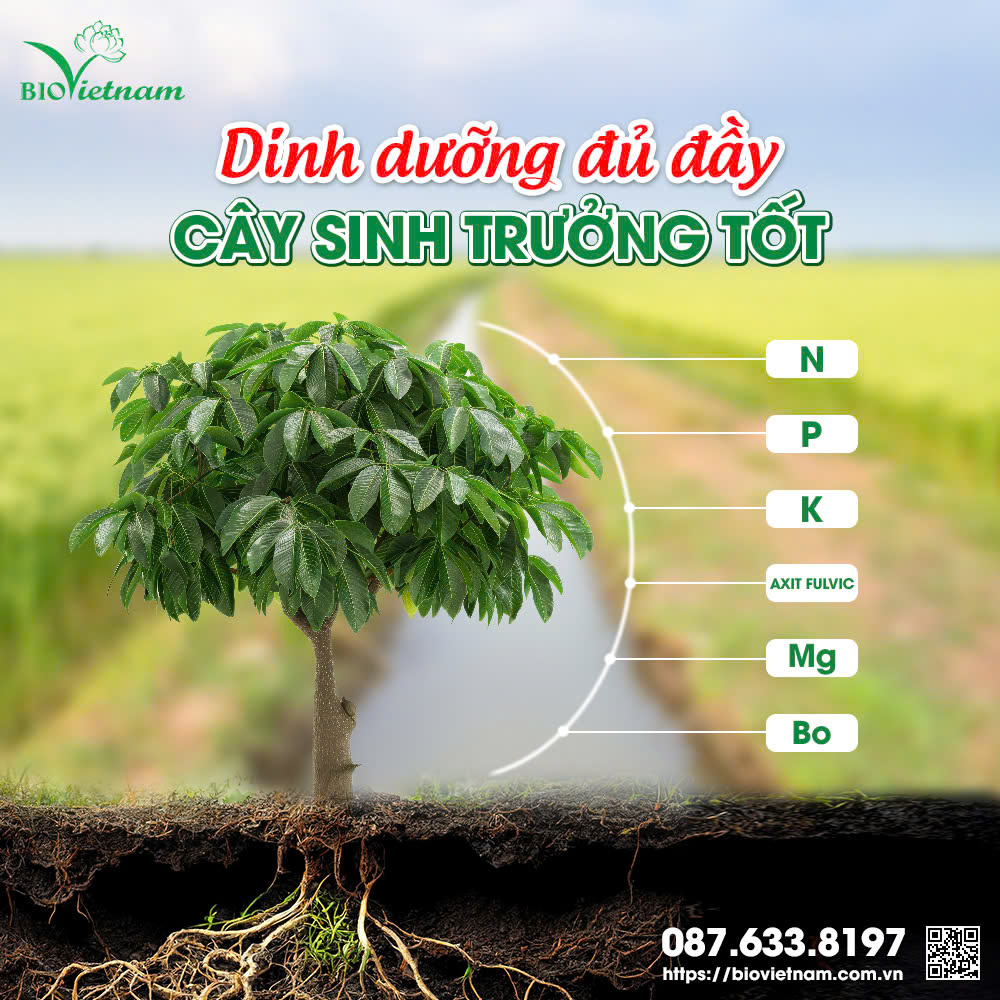 Dinh dưỡng đầy đủ cho cây trồng phát triển tốt