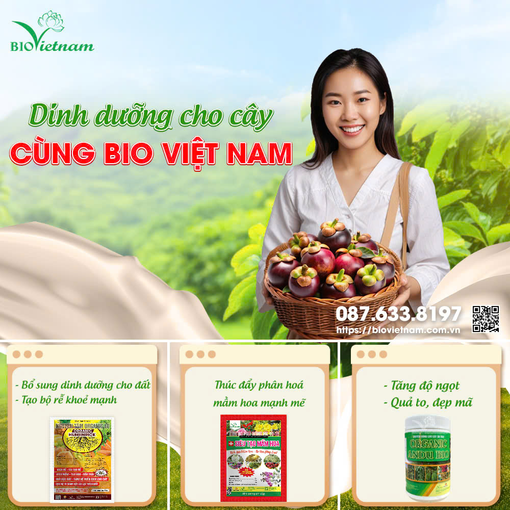 Bón phân đầy đủ cho măng cụt giai đoạn kinh doanh cùng Bio Việt Nam