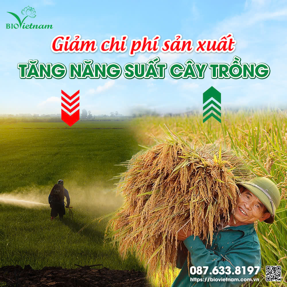 Sử dụng phân bón Bio Việt Nam giúp tăng năng suất mùa vụ