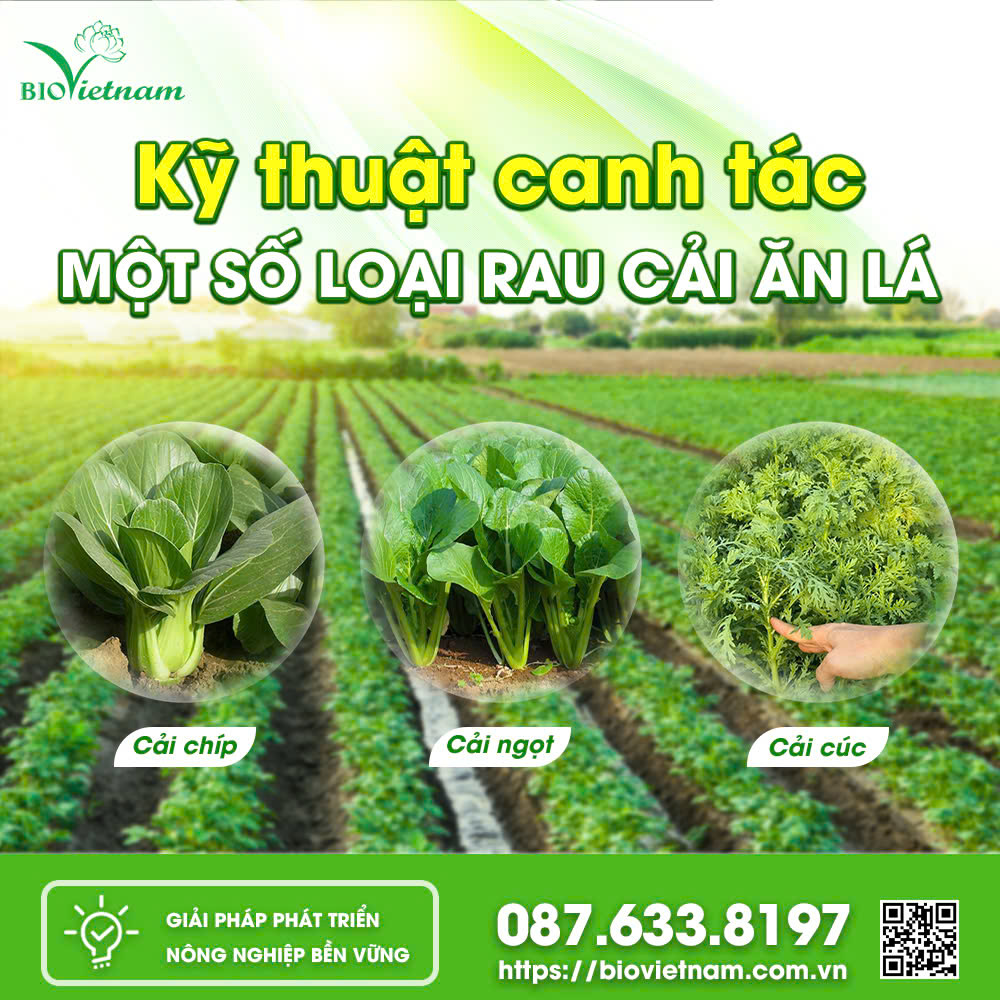 Kỹ Thuật Canh Tác Một Số Loại Rau Cải Ăn Lá