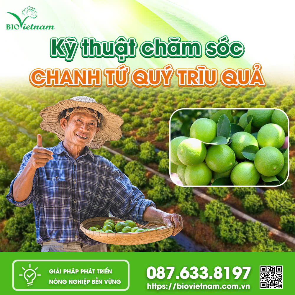 Kỹ Thuật Chăm Sóc Chanh Tứ Quý Trĩu Quả