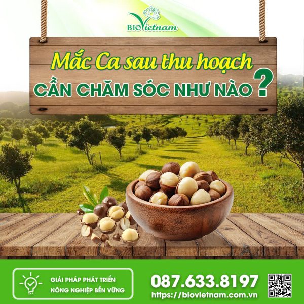 Mắc Ca Sau Thu Hoạch Cần Chăm Sóc Như Nào?