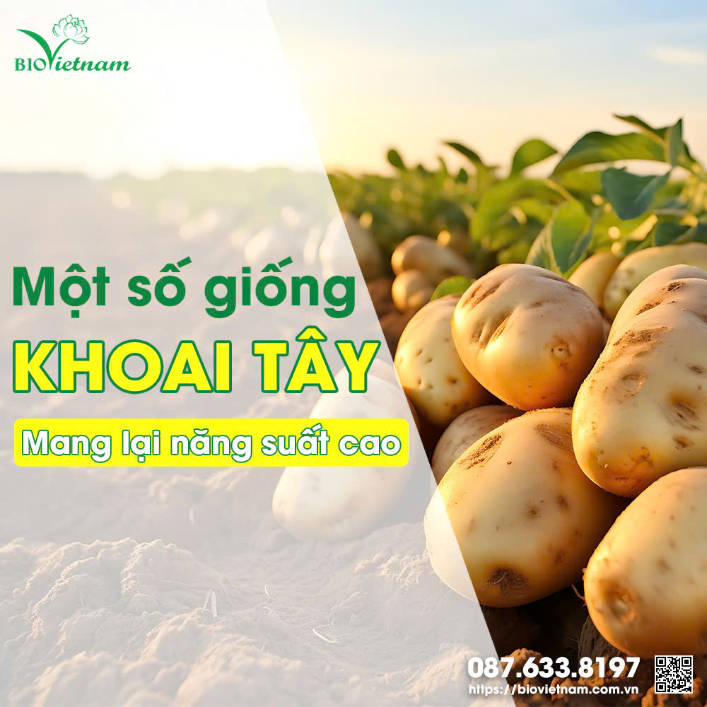 Một số giống khoai tây mang lại hiệu quả kinh tế cao cho bà con tại Việt Nam