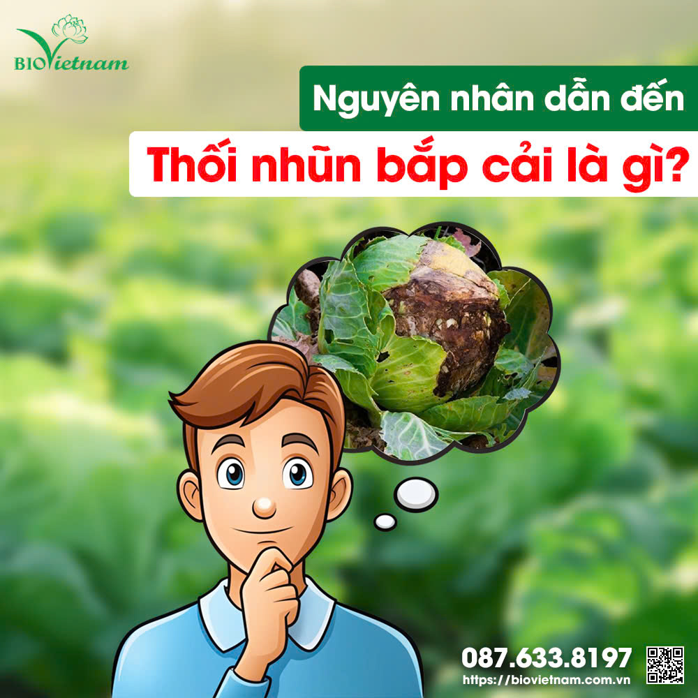 Bệnh thối nhũn ở bắp cải là do đâu?