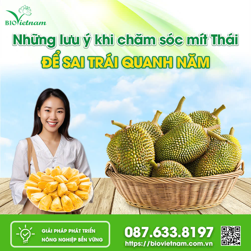 Những Lưu Ý Khi Chăm Sóc Mít Thái Để Sai Trái Quanh Năm