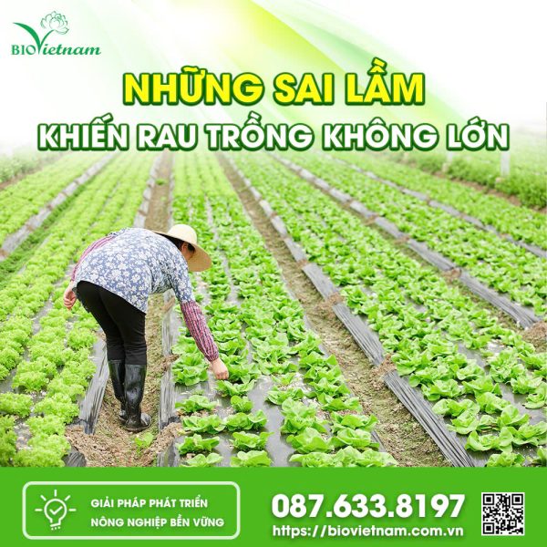 Những Sai Lầm Khiến Rau Trồng Không Lớn