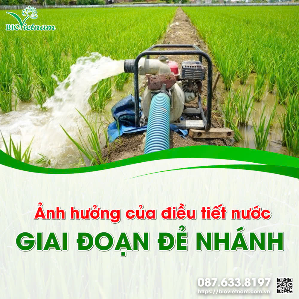 Với giai đoạn đẻ nhánh, cần điều tiết nước phù hợp để lúa phát triển