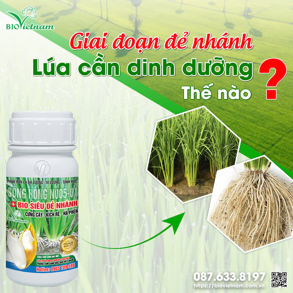 Bio Siêu Đẻ Nhánh cung cấp đầy đủ dinh dưỡng cho lúa gđ Đẻ Nhánh