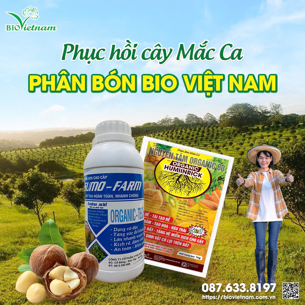 Bộ đôi phân bón cung cấp dinh dưỡng cho cây mắc ca sau thu hoạch