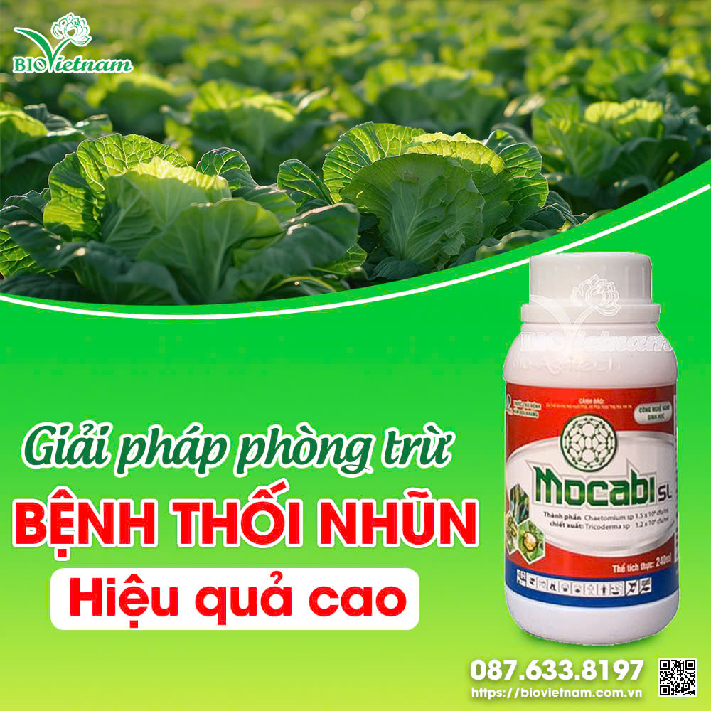 Mocabi SL - giải pháp hiệu quả cho bệnh thối nhũn ở bắp cải