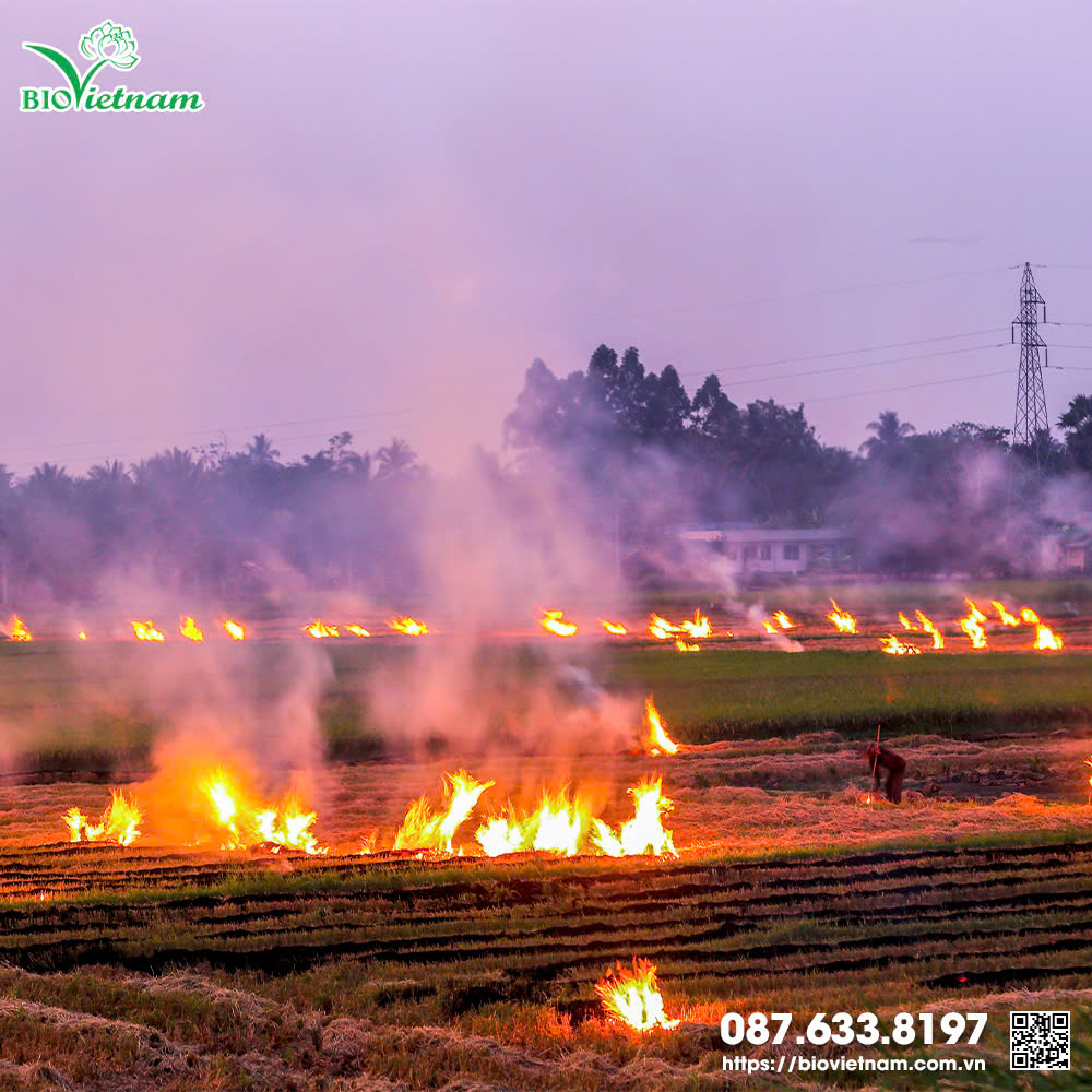 Đốt rơm rạ gây ra rất nhiều hệ luỵ với môi trường và chất lượng cuộc sống con người