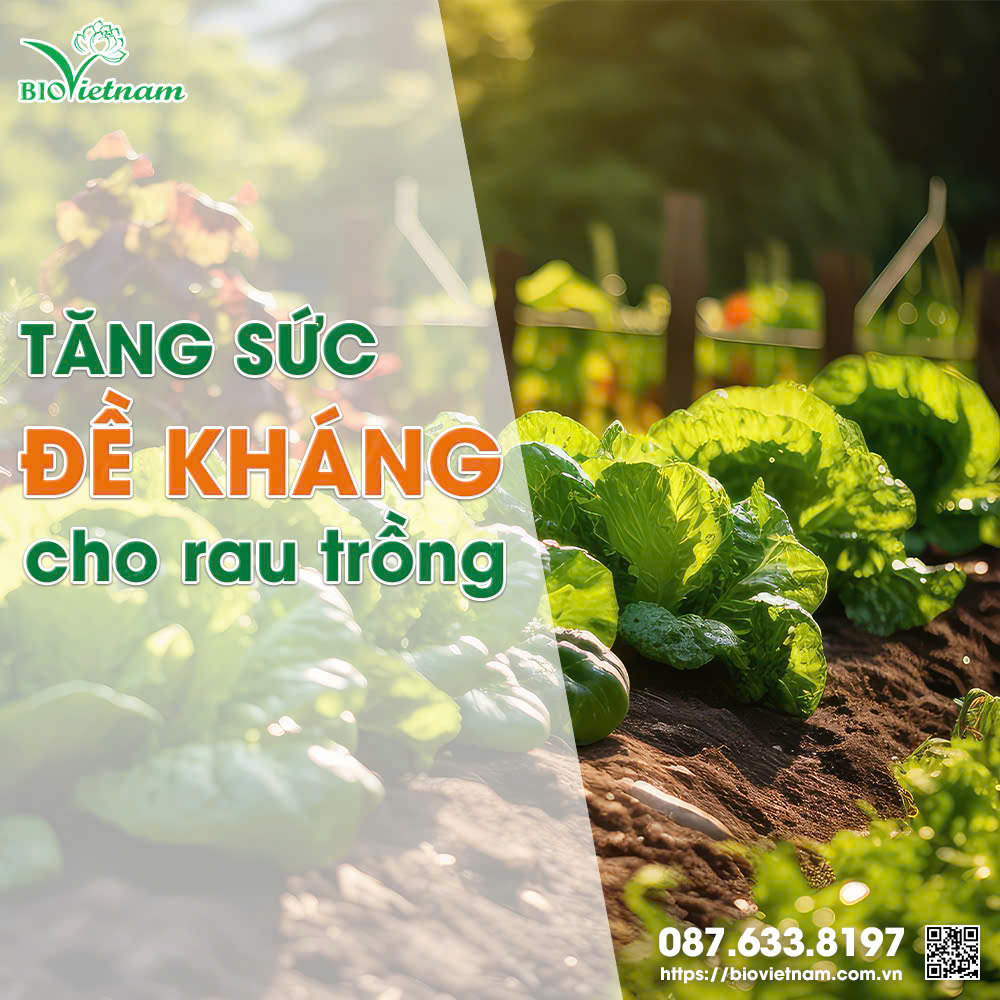 Phân bón lá cung cấp thêm các dưỡng chất và tinh dầu tỏi allicin cho rau xanh