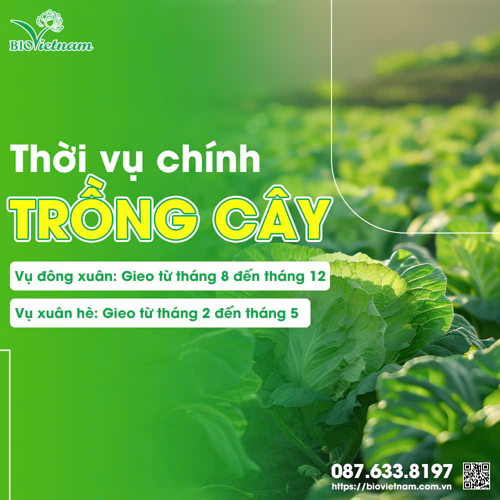 Rau cải ăn lá sẽ có 2 vụ chính trong năm