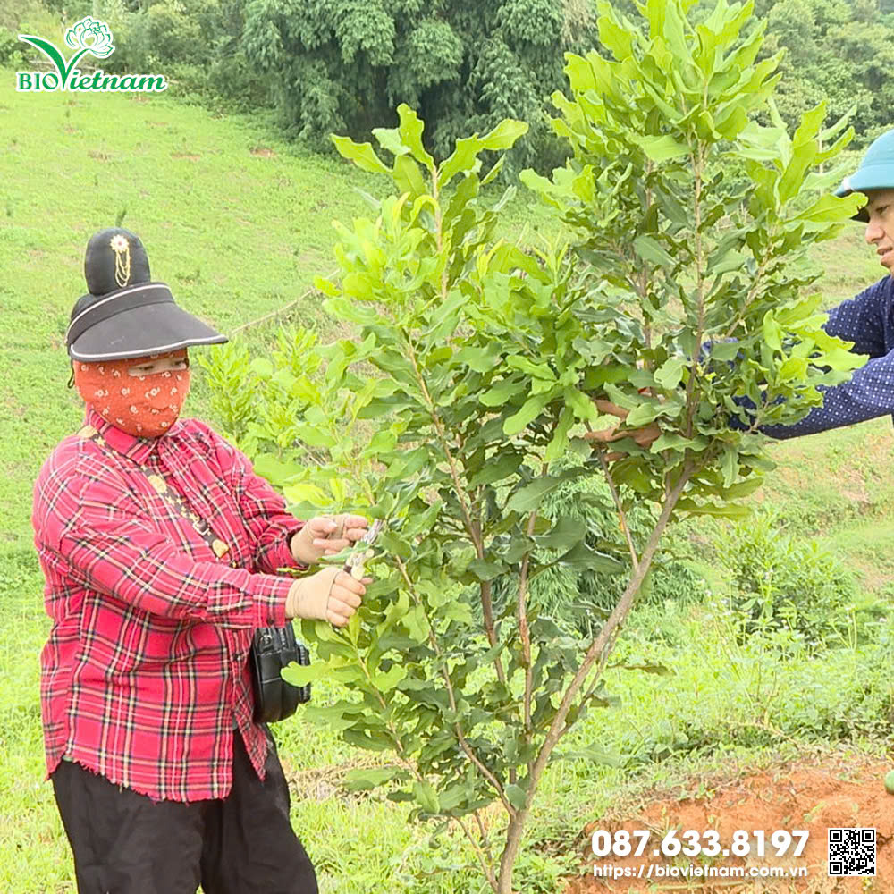 Tỉa cành - tạo tán để cây phát triển tốt hơn