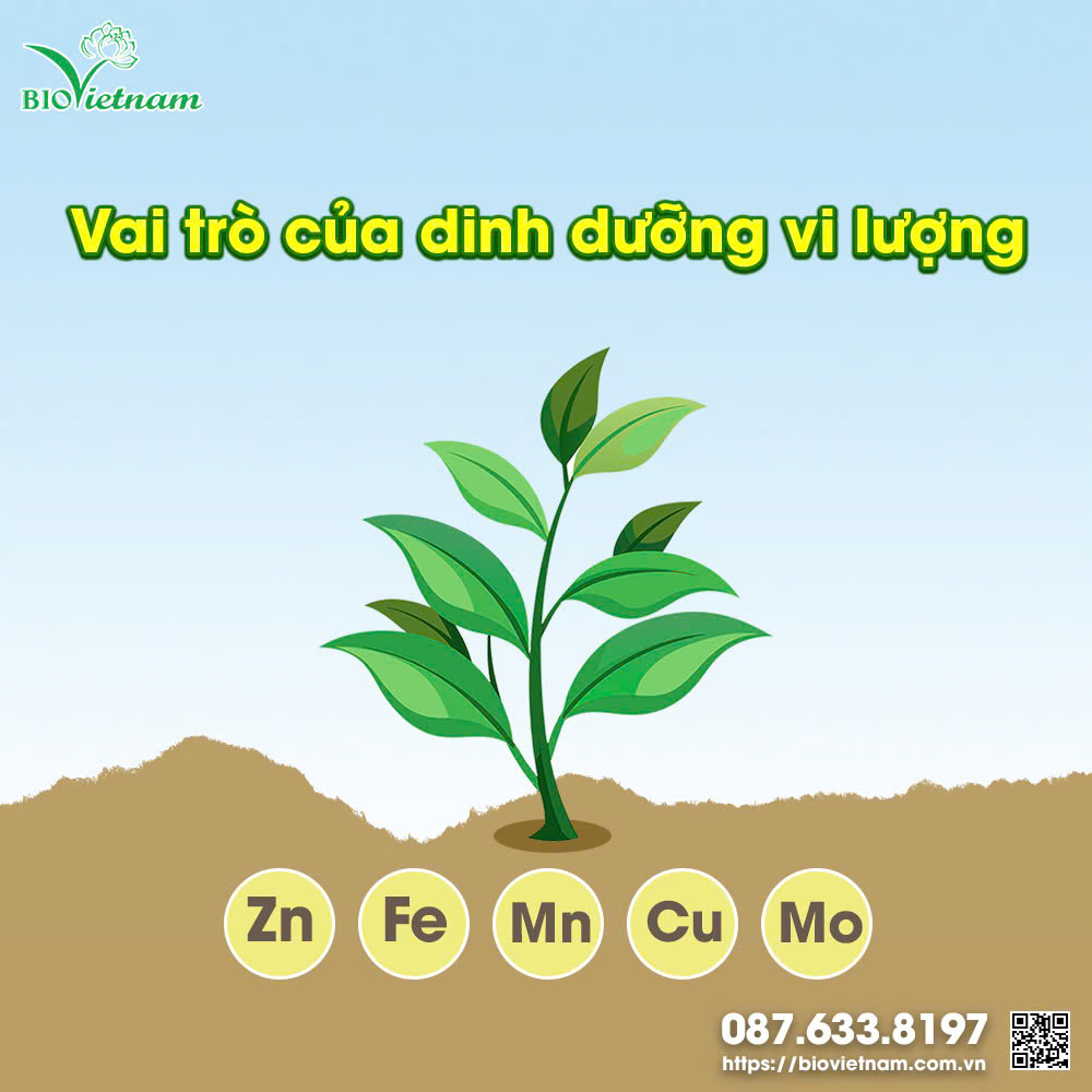 Vi lượng là nguồn dinh dưỡng quan trọng với cây chè